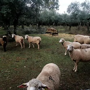 El Venero De Mostoles , Constantina España